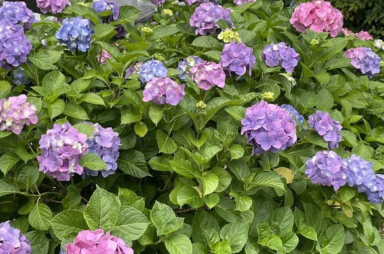 紫陽花